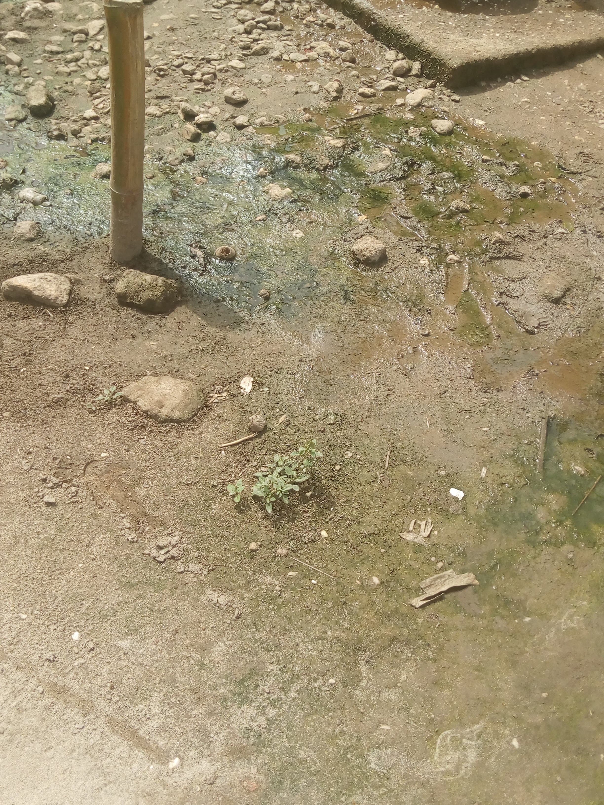 Sefwi Bekwai area — water access survey